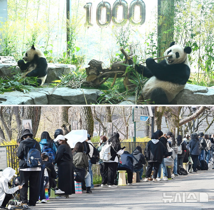 생후 1000일 맞은 쌍둥이 판다 루이·후이바오