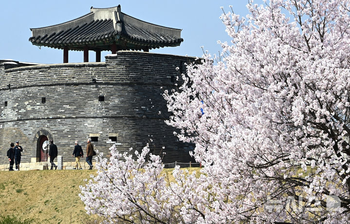 [수원=뉴시스] 김종택 기자 = 포근한 날씨를 보인 2일 경기 수원시 팔달구 수원화성 창룡문 성곽길에 벚꽃이 활짝 피어 있다. 2026.04.02. jtk@newsis.com