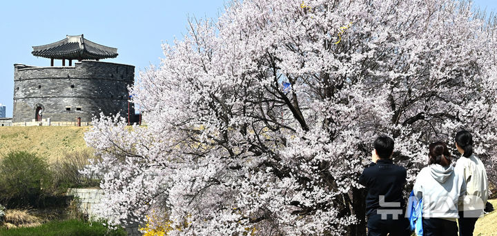 벚꽃과 수원화성