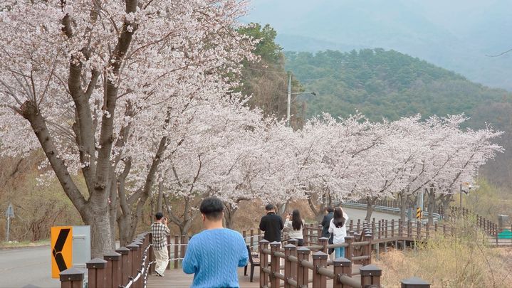 [성주=뉴시스] 인촌지 생태공원 벚꽃 개화. (사진=성주군 제공) 2026.04.03 photo@newsis.com *재판매 및 DB 금지