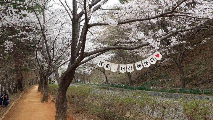 [보령=뉴시스] 지난해 보령시 옥마산 봄꽃축제장 모습. (사진=보령시청 제공) 2026.04.04 photo@newsis.com *재판매 및 DB 금지