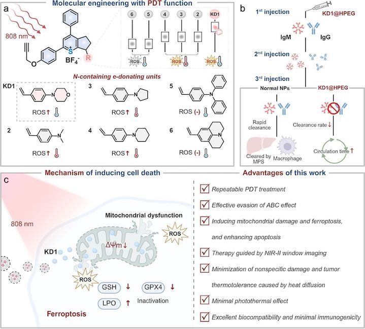 [서울=뉴시스] 김종승 교수 연구팀이 개발한 차세대 나노 플랫폼(KD1@HPEG)의 작동원리. (사진=고려대 제공) 2026.04.03. photo@newsis.com *재판매 및 DB 금지