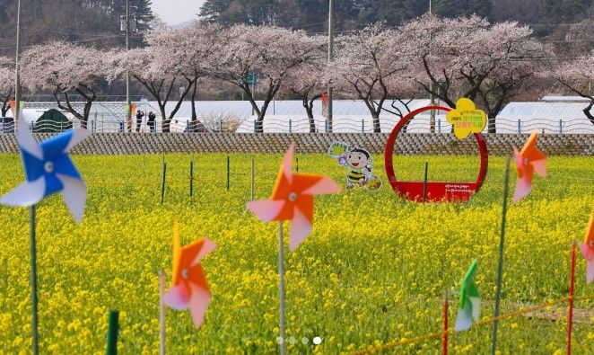 [서울=뉴시스] 2026 삼척맹방유채꽃축제. (사진=삼척시 인스타그램 캡처) *재판매 및 DB 금지