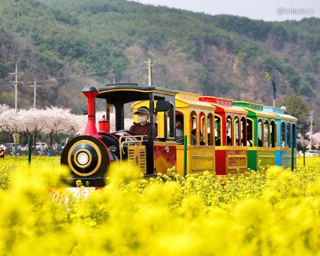 [서울=뉴시스] 2026 삼척맹방유채꽃축제. (사진=강원도 공식블로그 캡처) *재판매 및 DB 금지