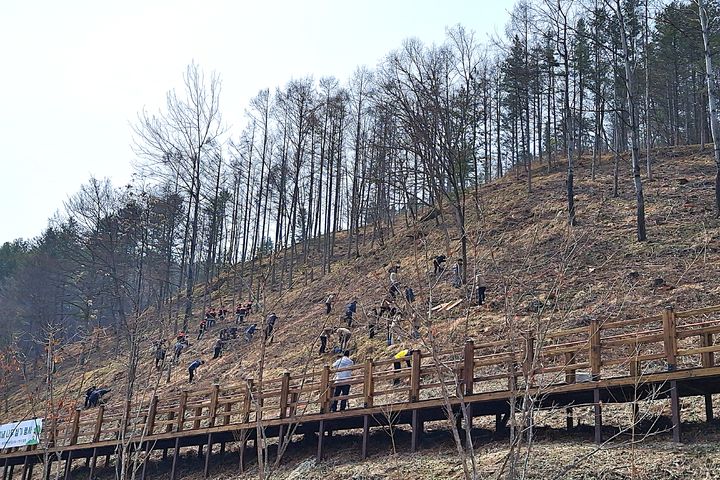 식목일 맞이 왕벚나무 식재. *재판매 및 DB 금지