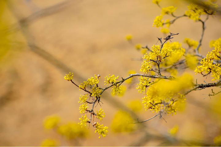 [서울=뉴시스] 이천백사산수유꽃축제. (사진=경기관광 홈페이지 캡처) *재판매 및 DB 금지