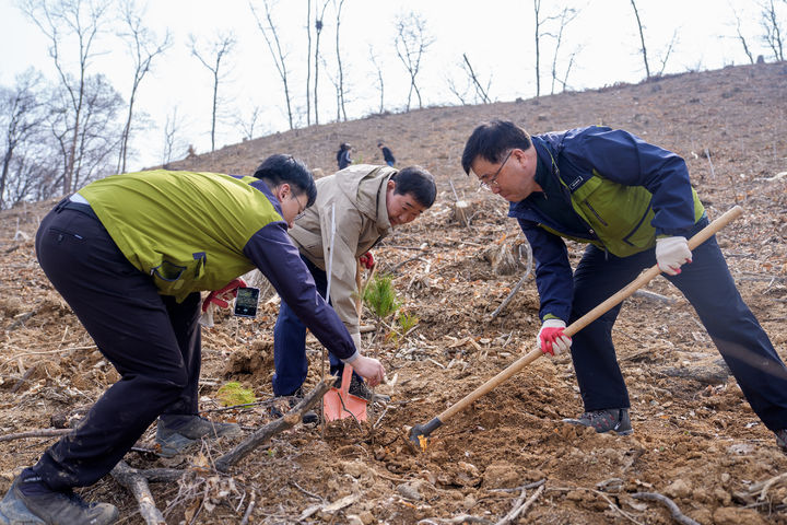 [증평소식]군, 식목일 앞두고 '소나무' 4500그루 식재 등