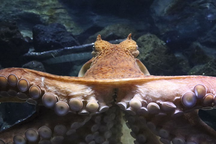 [서울=뉴시스] 문어가 서로를 눈으로 확인하지 않아도, 일정 거리 안에서 다리만 닿으면 짝짓기가 가능하다는 사실이 밝혀졌다. (사진=유토이미지) *재판매 및 DB금지 *재판매 및 DB 금지