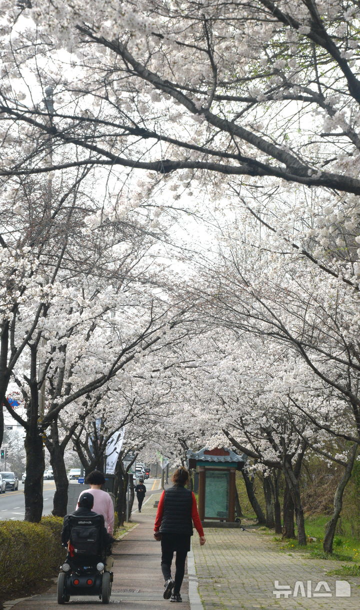 [전주=뉴시스] 김얼 기자 = 완연한 봄 날씨가 이어지고 있는 3일 전북 전주시 덕진구 조경단로에 벚꽃이 만개해 있다. 2026.04.03. pmkeul@newsis.com