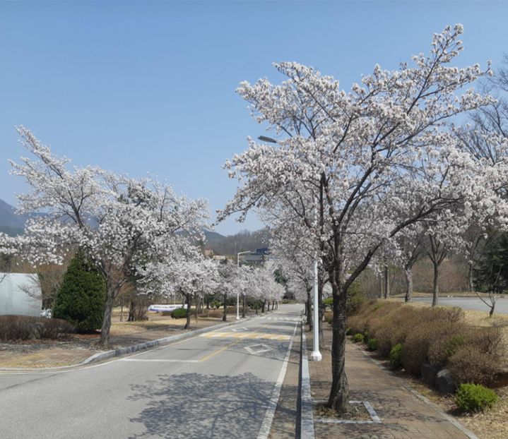 [예산=뉴시스] 지난해 충남 예산군에 위치한 공주대학교 산업과학대학 캠퍼스에 벚꽃이 활짝 핀 모습. (사진=예산군 제공) 2026.04.03. photo@newsis.com *재판매 및 DB 금지