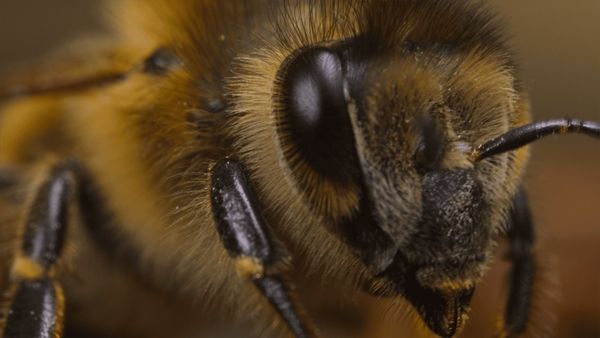 [주말의 OTT] 비가 사냥개를 만났다
