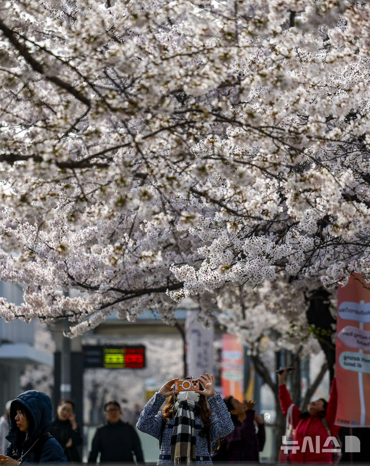 [서울=뉴시스] 정병혁 기자 = 미세먼지와 초미세먼지 농도가 나쁨 수준을 보인 3일 서울 영등포구 여의나루역 인근에서 외국인 여행객들이 벚꽃을 사진을 찍고 있다. 2026.04.03. jhope@newsis.com