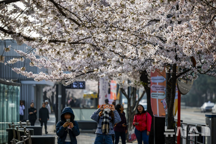 [서울=뉴시스] 정병혁 기자 = 미세먼지와 초미세먼지 농도가 나쁨 수준을 보인 3일 서울 영등포구 여의나루역 인근에서 외국인 여행객들이 벚꽃을 사진을 찍고 있다. 2026.04.03. jhope@newsis.com
