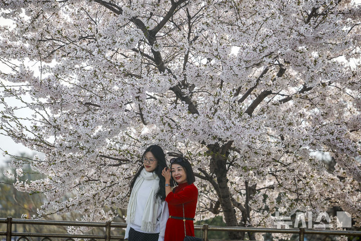 [서울=뉴시스] 정병혁 기자 = 미세먼지와 초미세먼지 농도가 나쁨 수준을 보인 3일 서울 영등포구 여의나루역 인근에서 외국인 여행객들이 벚꽃을 바라보고 있다. 2026.04.03. jhope@newsis.com