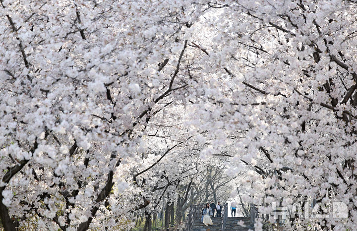 [대구=뉴시스] 이무열 기자 = 완연한 봄 날씨를 보인 3일 대구 북구 침산공원을 찾은 시민들이 활짝 핀 벚꽃 아래에서 산책을 하고 있다. 2026.04.03. lmy@newsis.com