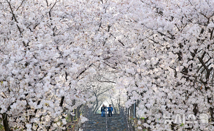 "벚꽃 터널 아래 쏟아지는 오전의 설렘"