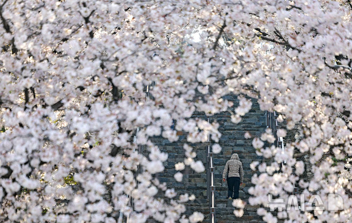 [대구=뉴시스] 이무열 기자 = 완연한 봄 날씨를 보인 3일 대구 북구 침산공원을 찾은 한 시민이 활짝 핀 벚꽃 아래에서 산책을 하고 있다. 2026.04.03. lmy@newsis.com