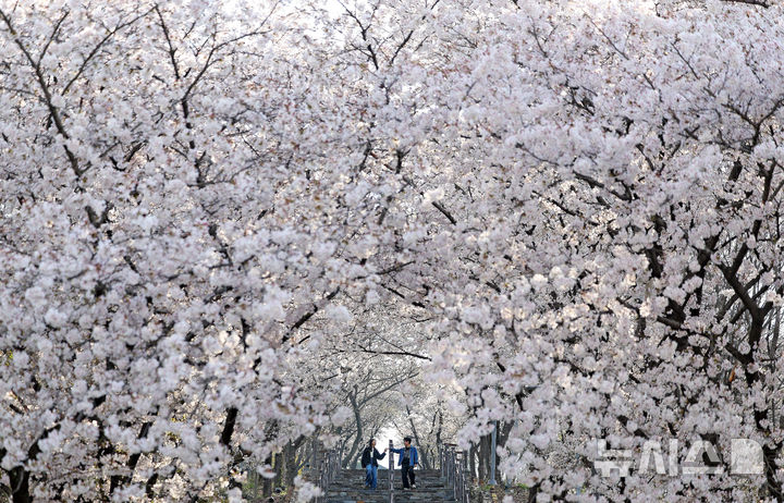 "벚꽃 터널 아래 쏟아지는 오전의 설렘"