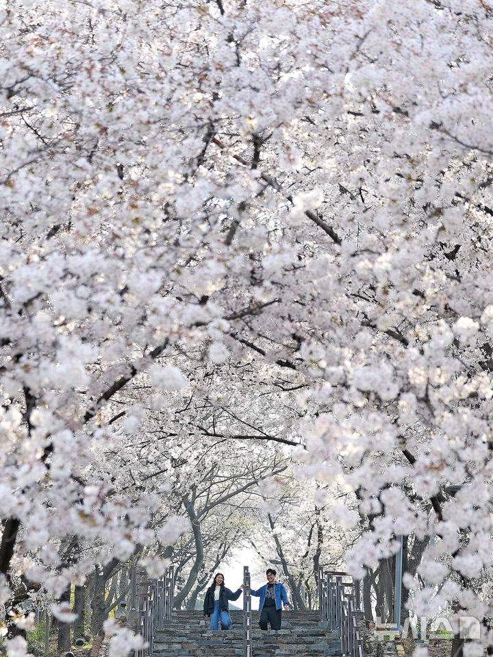 [대구=뉴시스] 이무열 기자 = 완연한 봄 날씨를 보인 3일 대구 북구 침산공원을 찾은 시민들이 활짝 핀 벚꽃 아래에서 산책을 하고 있다. 2026.04.03. lmy@newsis.com