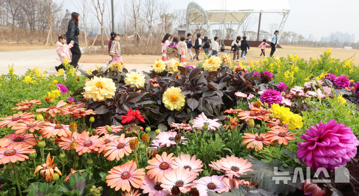 화단에 핀 금잔화