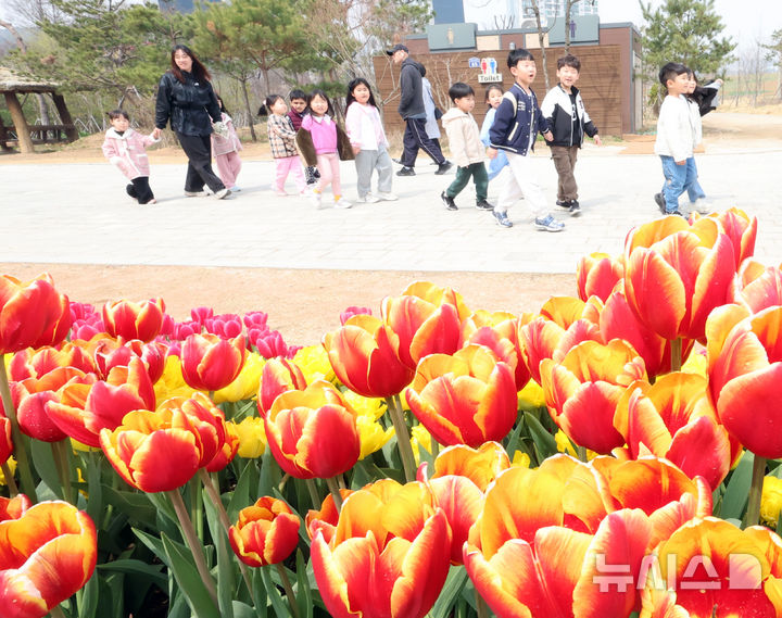 튤립이 피었습니다