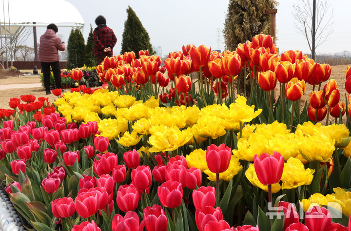 튤립 감상하는 시민들