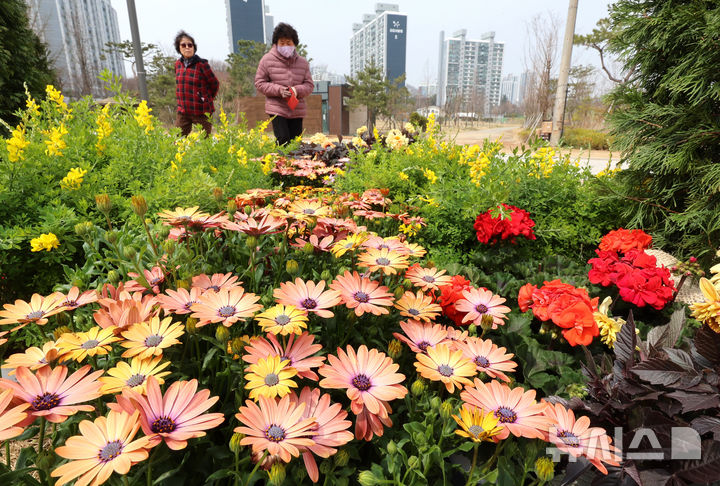 금잔화 감상하는 시민들