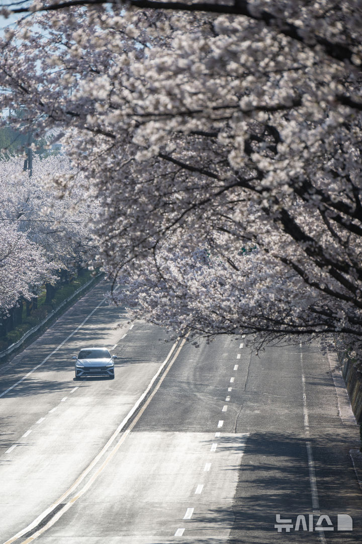 [사천=뉴시스] 차용현 기자 = 3일 오전 경남 사천시 용현면 선진리성 인근 도로에 벚꽃이 만개해 눈길을 끌고 있다. 2026.04.03. con@newsis.com