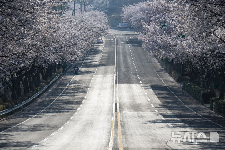 선진리성 벚꽃길 '하얗게 핀 봄'