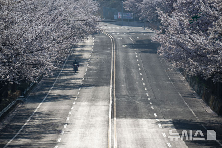 [사천=뉴시스] 차용현 기자 = 3일 오전 경남 사천시 용현면 선진리성 인근 도로에 벚꽃이 만개해 눈길을 끌고 있다. 2026.04.03. con@newsis.com
