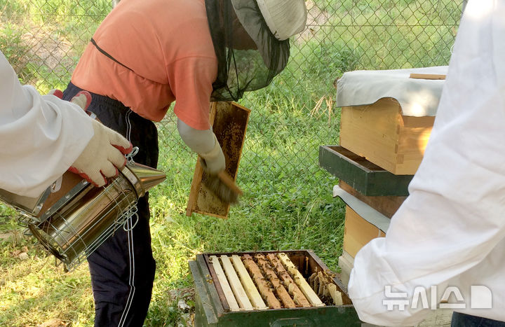 [광주=뉴시스] 광주보건환경연구원 꿀벌 질병검사. (사진=광주보건환경연구원 제공) 2026.04.03. photo@newsis.com *재판매 및 DB 금지