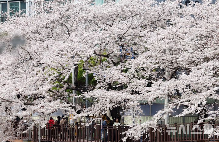  [부산=뉴시스] 하경민 기자 = 포근한 날씨를 보인 3일 부산 연제구 온천천 산책로를 찾은 시민들이 봄 나들이를 즐기고 있다. 2026.04.03. yulnetphoto@newsis.com