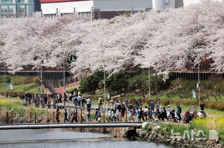 부산 온천천 봄 나들이