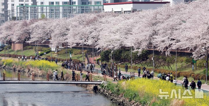 부산 온천천 봄 나들이