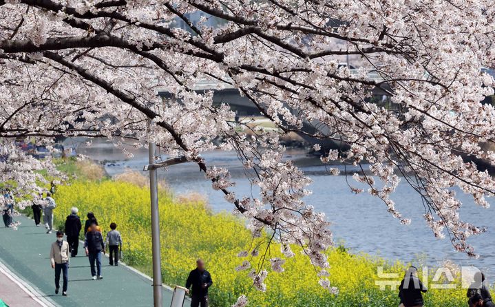 부산 온천천 봄 나들이