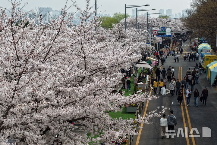 [서울=뉴시스] 김금보 기자 = 2026 영등포 여의도 봄꽃 축제가 개막한 3일 서울 영등포구 여의도 윤중로벚꽃길 일대에 벚꽃이 만개해 있다. 2026.04.03. kgb@newsis.com