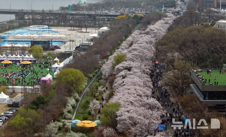 벚꽃 만개한 윤중로, 봄꽃 축제 시작