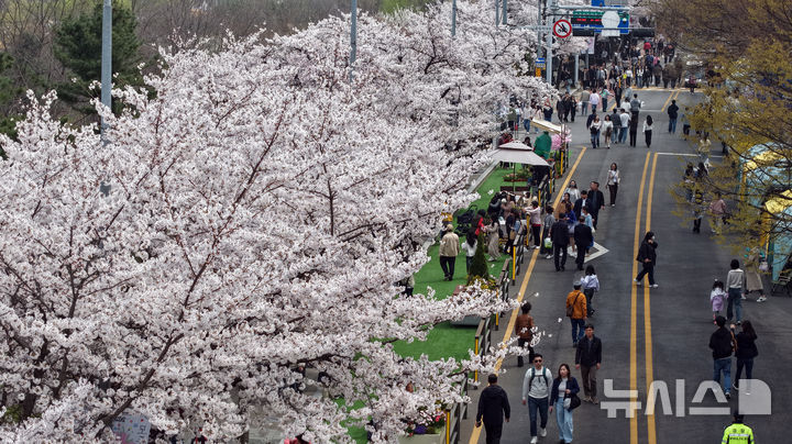 벚꽃 만개한 윤중로, 봄꽃 축제 시작