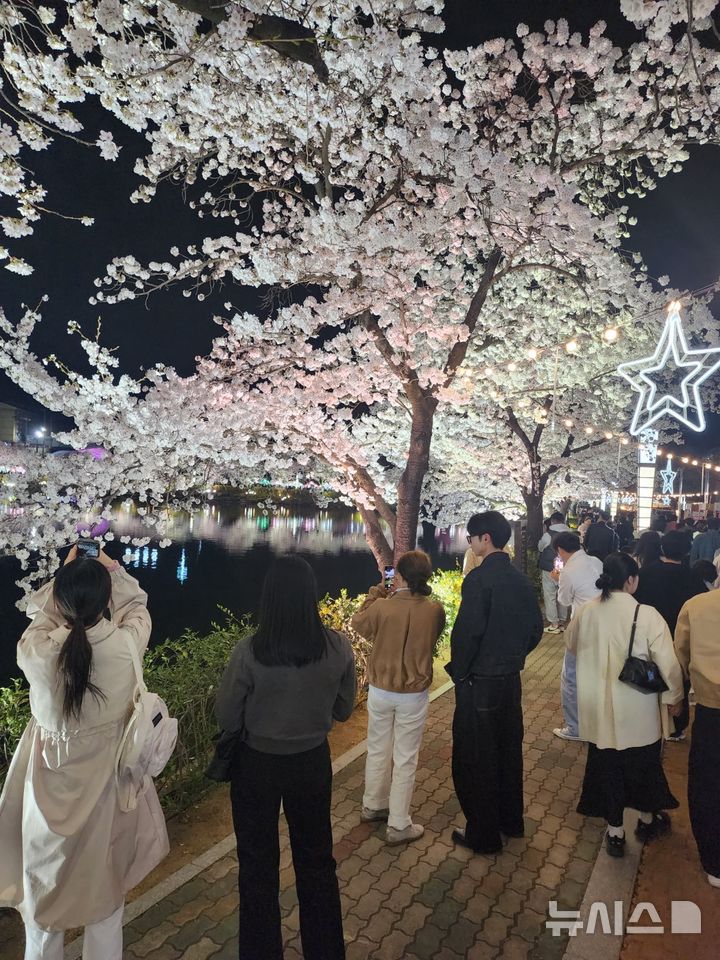 벚꽃 축제로 물드는 김천 '연화지'