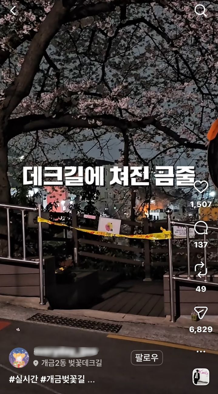 최근 부산 부산진구 개금벚꽃문화길에서 넷플릭스 드라마 영화 촬영으로 금줄로 통제돼 있는 모습. (사진=SNS 갈무리) *재판매 및 DB 금지