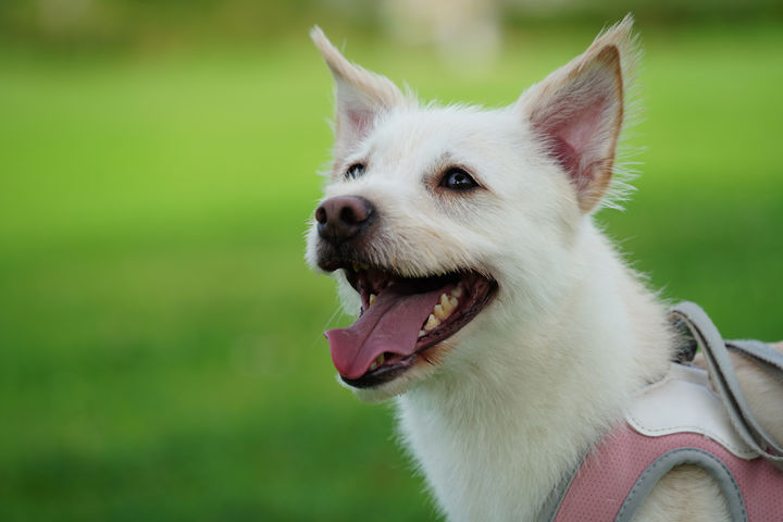 [서울=뉴시스] 홍콩에서 반려견이 길거리 쥐약을 잇따라 섭취하는 사고가 발생하자, 반려동물 주인들이 당국의 방역 방식 개선을 촉구하고 나섰다. (사진=유토이미지) *재판매 및 DB금지 *재판매 및 DB 금지