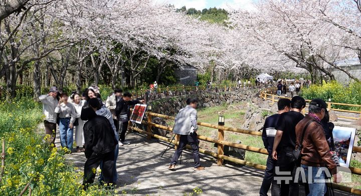 벚꽃과 유채꽃, 사진 명소 웃물교