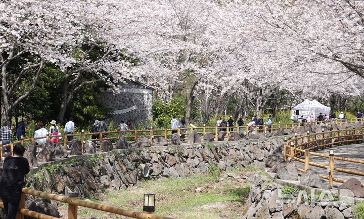 [제주=뉴시스] 오영재 기자 = 4일 오후 제주 서귀포시 서홍동 웃물교 일대에서 열린 제4회 서홍동 웃물교 벚꽃구경 축제에서 방문객들이 웃물교를 걸으며 봄 정취를 만끽하고 있다. 2026.04.04. oyj4343@newsis.com