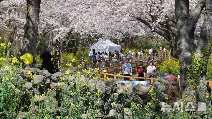 벚꽃과 유채꽃으로 칠해진 서홍동 웃물교