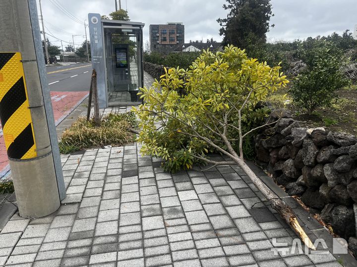 [제주=뉴시스] 강풍주의보가 내려진 4일 오후 제주시 도련동 소재 도로에서 나무가 쓰러져 소방당국이 조치에 나서고 있다. (사진=제주소방안전본부 제공) 2026.04.04. photo@newsis.com