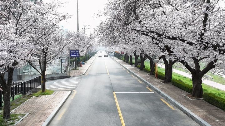 [정읍=뉴시스] 2026 정읍 벚꽃축제 개막일인 지난 3일 오전 정읍천변 벚꽃길 풍경. *재판매 및 DB 금지