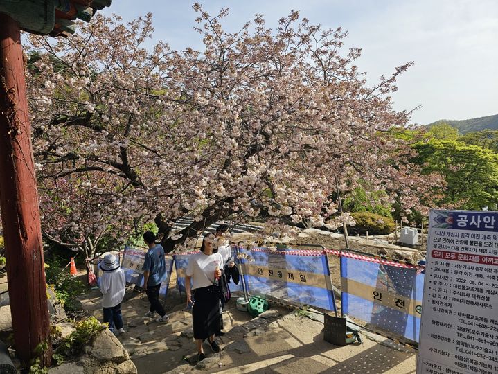 [서산=뉴시스] 김덕진 기자=지난 2023년4월 상춘객들이 서산 개심사를 찾아 청벚꽃을 감상하고 있다. 2026.04.05. spark@newsis.com&nbsp; *재판매 및 DB 금지