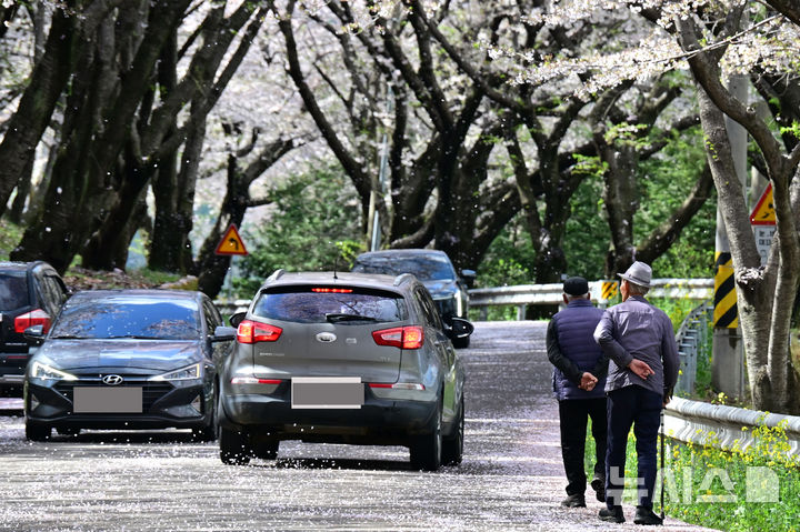 벚꽃 흩날리는 왕지벚꽃길