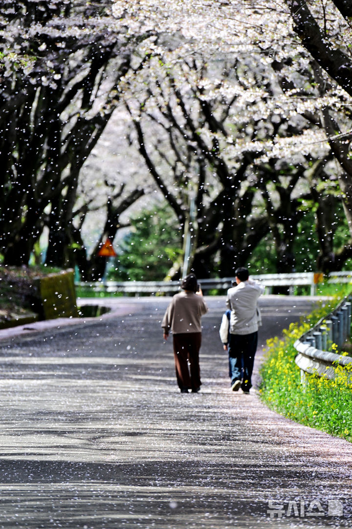 봄 정취 가득한 왕지벚꽃길