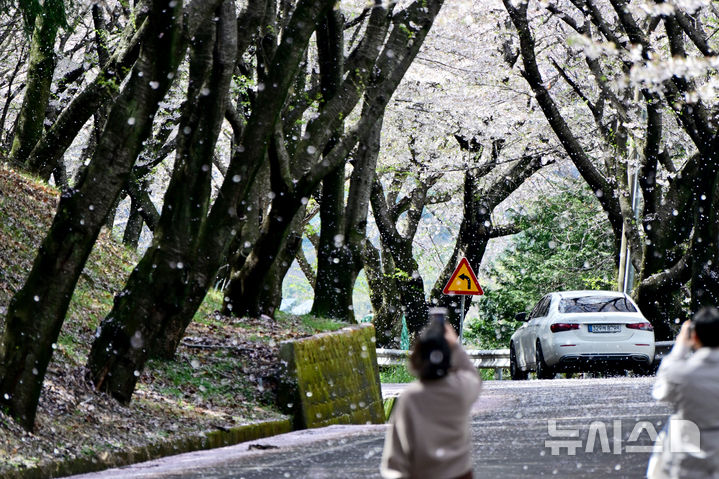 [남해=뉴시스] 차용현 기자 = 청명·한식 기간인 4일 오후 경남 남해군 왕지벚꽃길에서는 벚꽃잎이 봄비처럼 흩날리는 가운데, 이곳을 찾은 시민들이 길을 걸으며 봄 정취를 만끽하고 있다. 2026.04.04. con@newsis.com